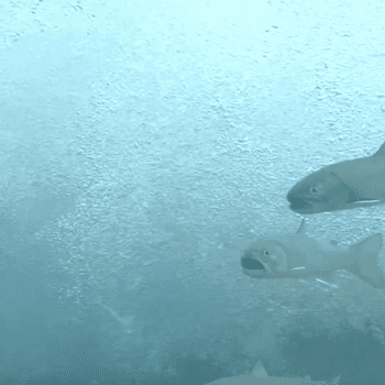 Daily Dive # 096 | Searching for Bull Trout in Nahanni National Park Reserve